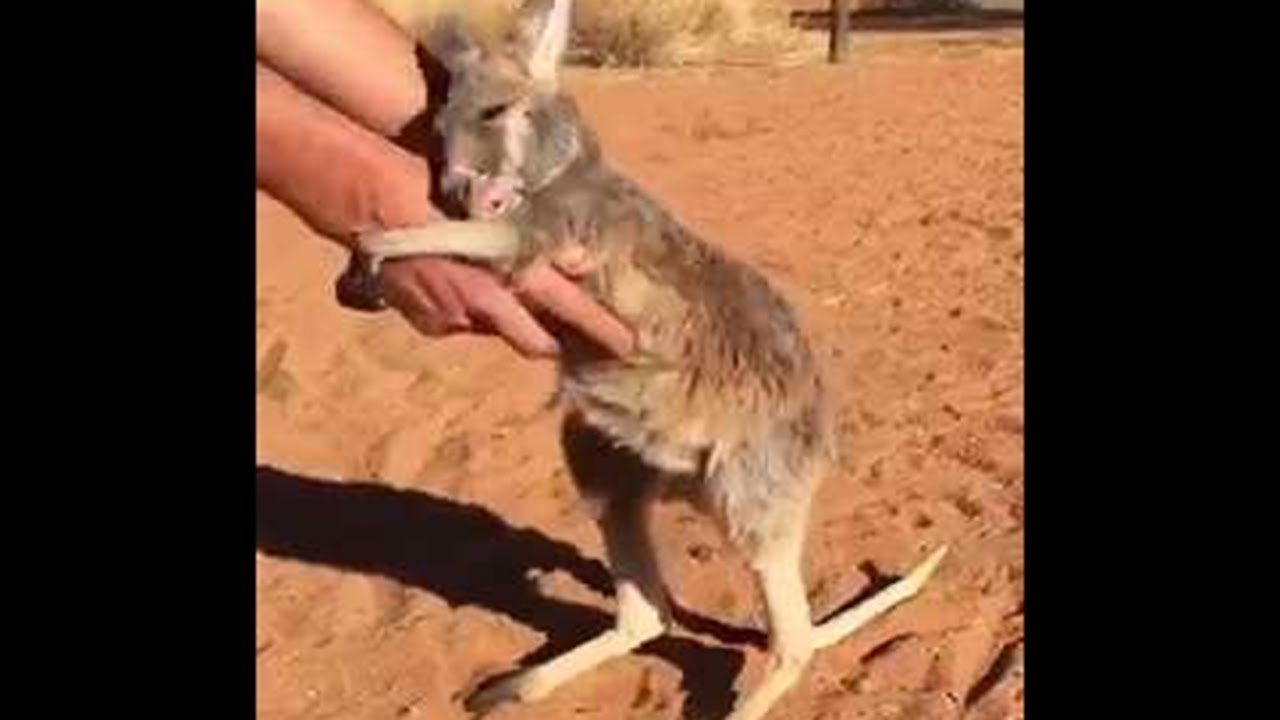 大好きなの 保護してくれた人をぎゅーっと抱きしめるカンガルーの赤ちゃんが可愛すぎる マランダー