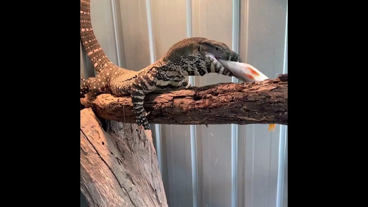 Lace monitor gets a big feed of redfin fish YouTube