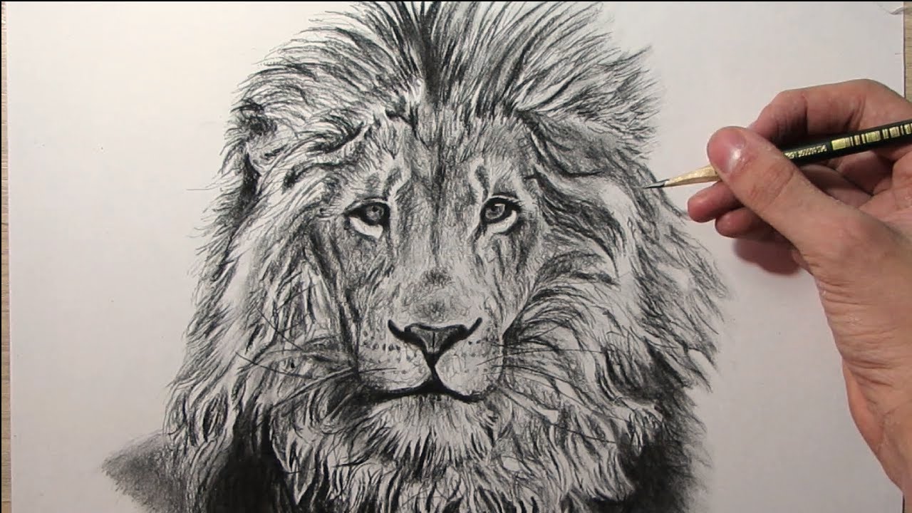 Top 89+ imagen realista dibujos de leones