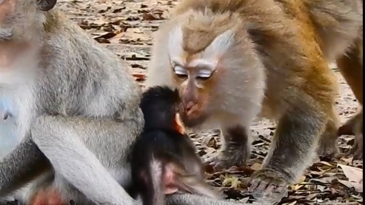 Super sweet lovely grandma Teresa talk with honestly kiss encourage newborn Vixen strong walking