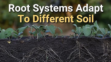 How Root Systems Adapt to Different Soil Conditions