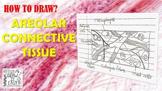 How to Draw Areolar Connective Tissue | Biology Diagrams Guide | Class 9 | Class 11 | Animal Tissues