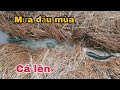 (Full video) Bắt cá rô, cá lóc lên bờ sau những cơn mưa đầu mùa | Bông lúa Miền Tây