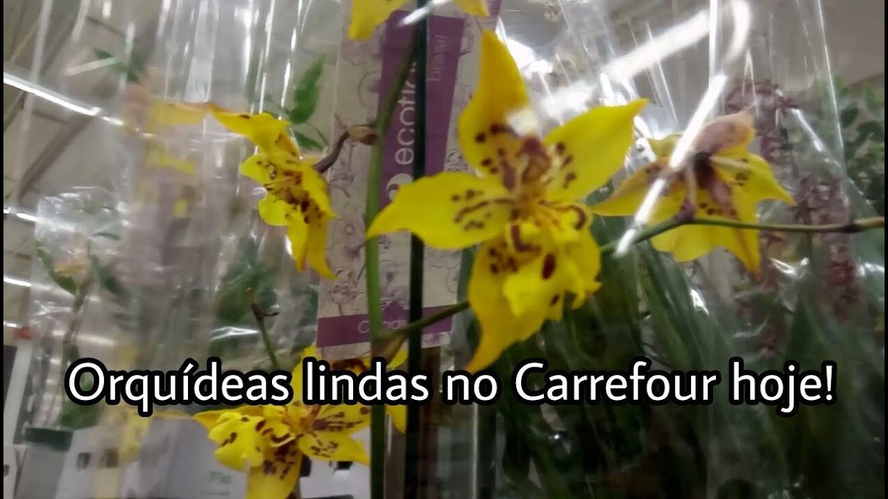 Orquídeas lindas no Carrefour hoje! - thptnganamst.edu.vn
