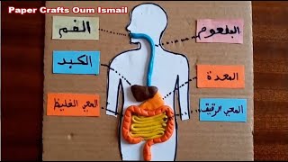 مشروع نموذج مجسم الجهاز الهضمي - Digestive system model