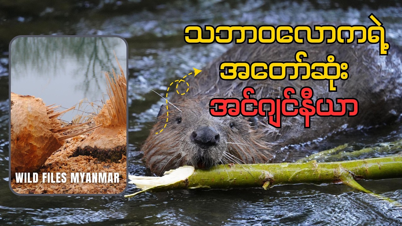 Yellowstone ၏ အံ့မခန်း အင်ဂျင်နီယာများ - ဖျံများ၏ ဆောင်းခိုရန် ပြင်ဆင်မှု (Documentary)