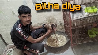 Murgi Ko Andon Pr Kasy Bithy Pets Ki Duniya