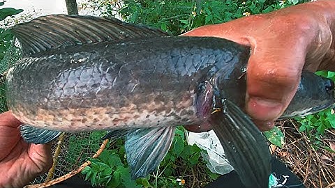 Dính Cả Bầy Cá Lóc Khủng Khi Thăm Bẫy Cá Không Mồi | Xinh Cá Miền Tây