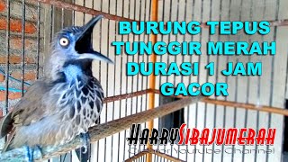 TEPUS TUNGGIR MERAH GACOR DURASI 1 JAM UNTUK PANCINGAN TEPUS TUNGIR BAHAN