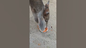 My first vlog  #shorts #viral #trending #ytshorts #myfirstvlog