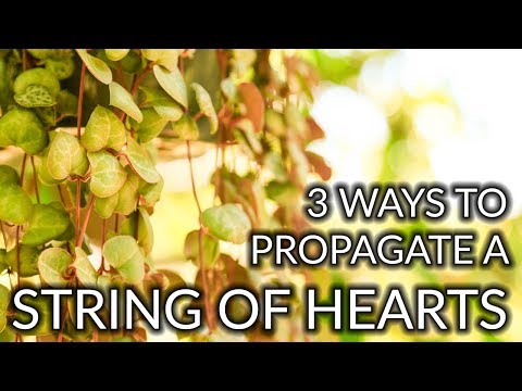 4 Ways To Propagate A String Of Hearts  Plant (Rosary Vine) / Joy Us Garden