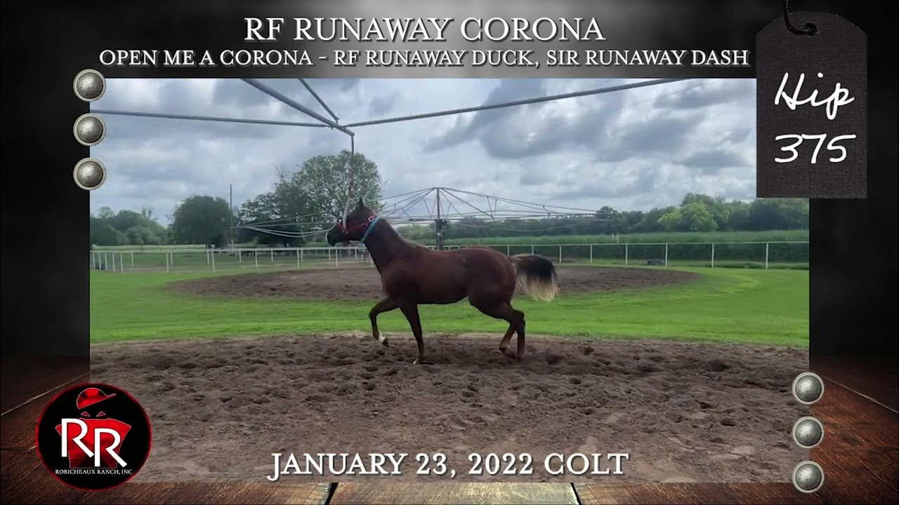 LQHBA Yearling Hip 375 YouTube