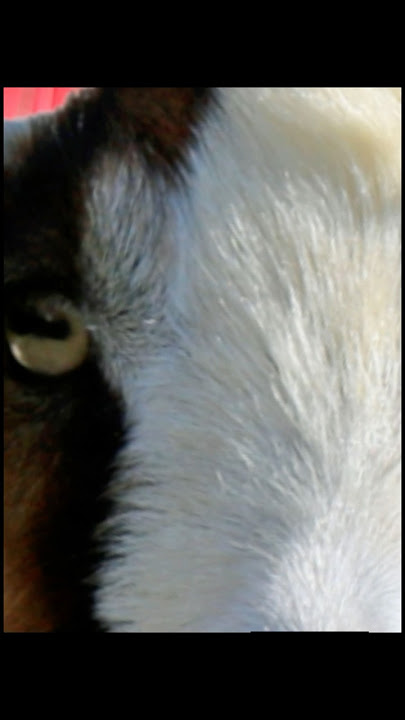 Rectangular pupils! #didyouknow