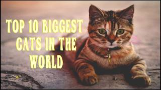 Top 10 Biggest Cats in the World | VIRALS