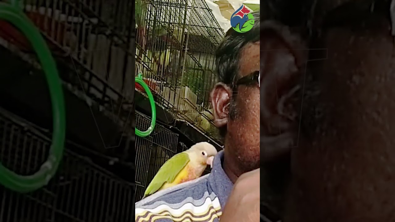 ValarPetsTube | Tamed Fancy Birds | 