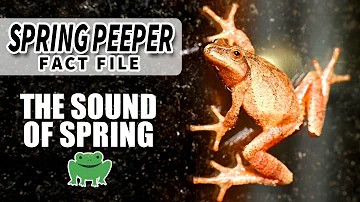 Spring Peeper Facts: the FROG that starts SPRING | Animal Fact Files