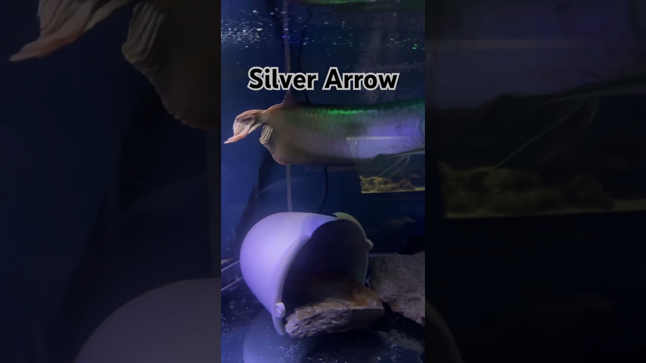 Silver Arrow #aquarium #cichlids #fish #arrowana #fishkeepinghobby #fishroom #exoticaquariumfish