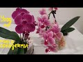 Как ухаживать за мини орхидеями