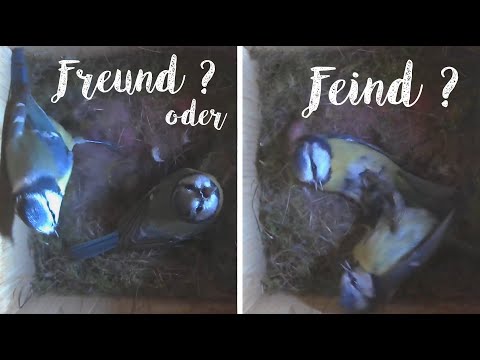 Freund oder Feind?