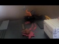Animal tube | THE SUPER HAPPY ZOO ANIMALS (MOVIE TRAILER) *VIOLENT* | Video tube