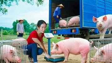 Buy 1000+ Pigs from Farmers, Use Truck Transport Pigs to Countryside Market | Farm Farm TV