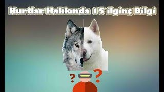 Kurtlar Hakkında 15 İlginç Bilgi