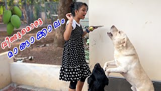 🦮🦮വീണ്ടുമൊരു മാങ്ങാക്കാലം 🥭🥭 by Laze Media 8,958 views 2 weeks ago 10 minutes, 56 seconds