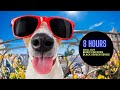 8 hours of dog music for anxious dogs when left alone.  calming and soothing sounds to go to work