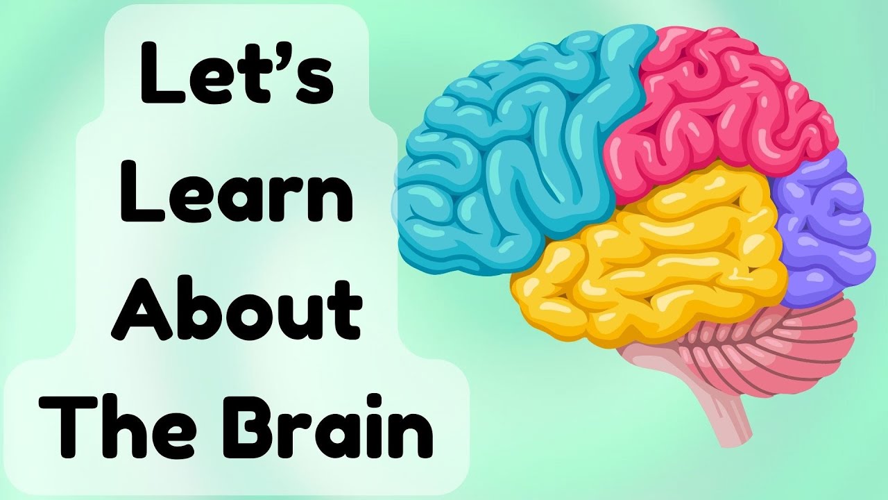 Best Learning Videos For Kids Peekaboo Kids Human Brain Parts Best learning videos for kids peekaboo kids human brain parts