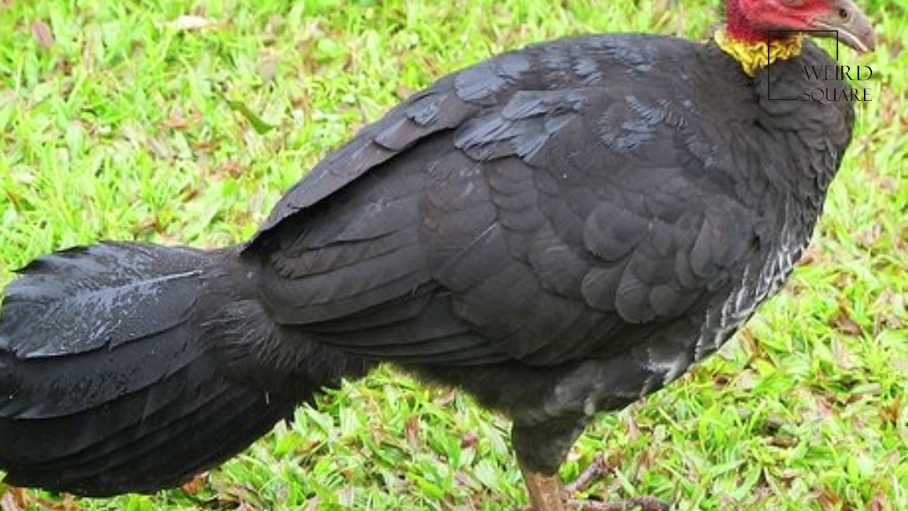 Interesting facts about Australian Brush Turkey by weird square YouTube