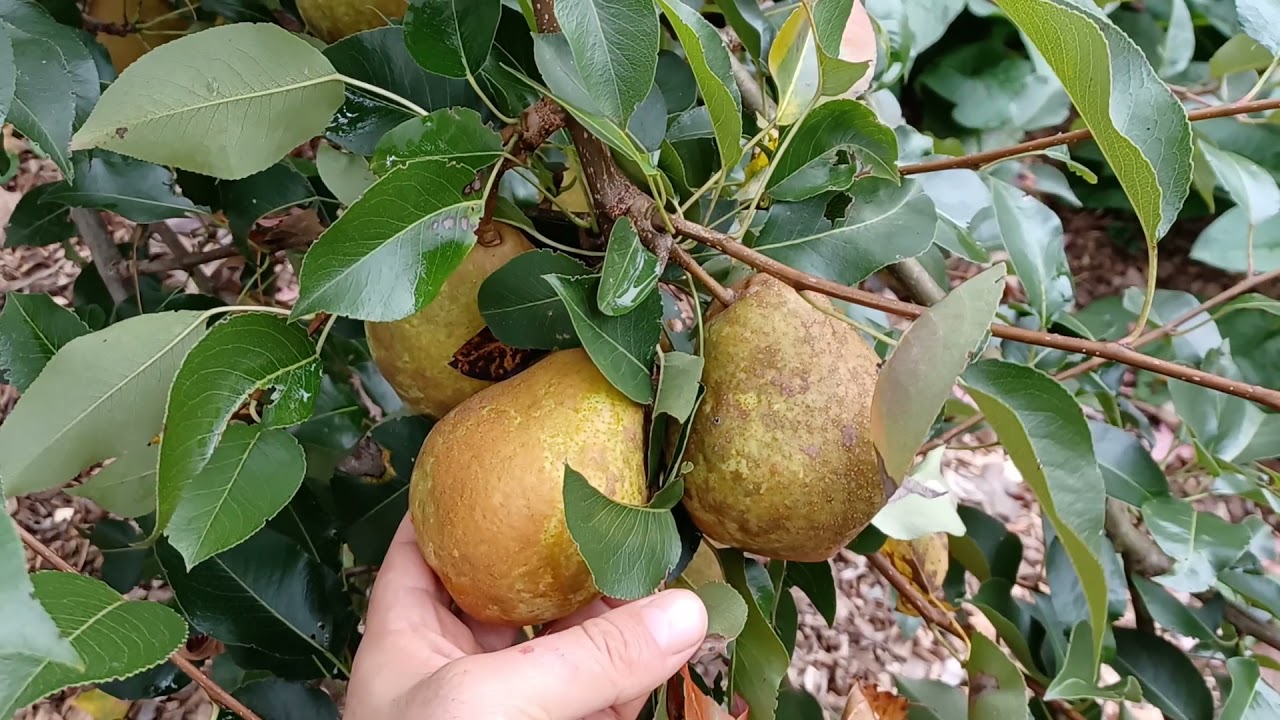 2021-food-forest-tour-in-connecticut-zone-6b-part-ii-fall-tour