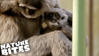 Baby Gibbon INJURED Whilst Learning to Climb! | The Secret Life of the Zoo | Nature Bites