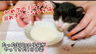 〈子猫動画〉初めてのミルクに溺れそうになる子猫　◇　Kitten almost drowning in milk