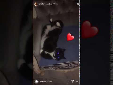 Maak kennis met Pip de kat van Shelley