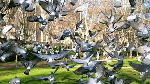 ¿Cómo se llama una bandada de palomas?