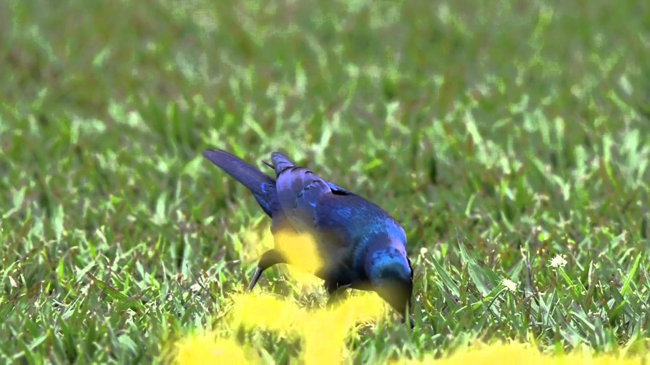 Birds of Uganda - Greater Blue-eared Glossy Starling - YouTube
