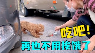 一家三口在車底下撿了一隻小泰迪，帶回家後視若珍寶，網友：小傢伙真會挑，選了一個有福之家！#狗狗 #流浪狗 #救助 #溫暖 #溫馨 #真實故事 #寵物 #流浪動物