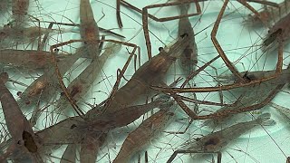 BEST TIPS FOR CATCHING FRESHWATER SHRIMP