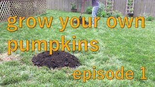 How to Start Your Own Backyard Pumpkin Patch  Summer 2017  Episode 1