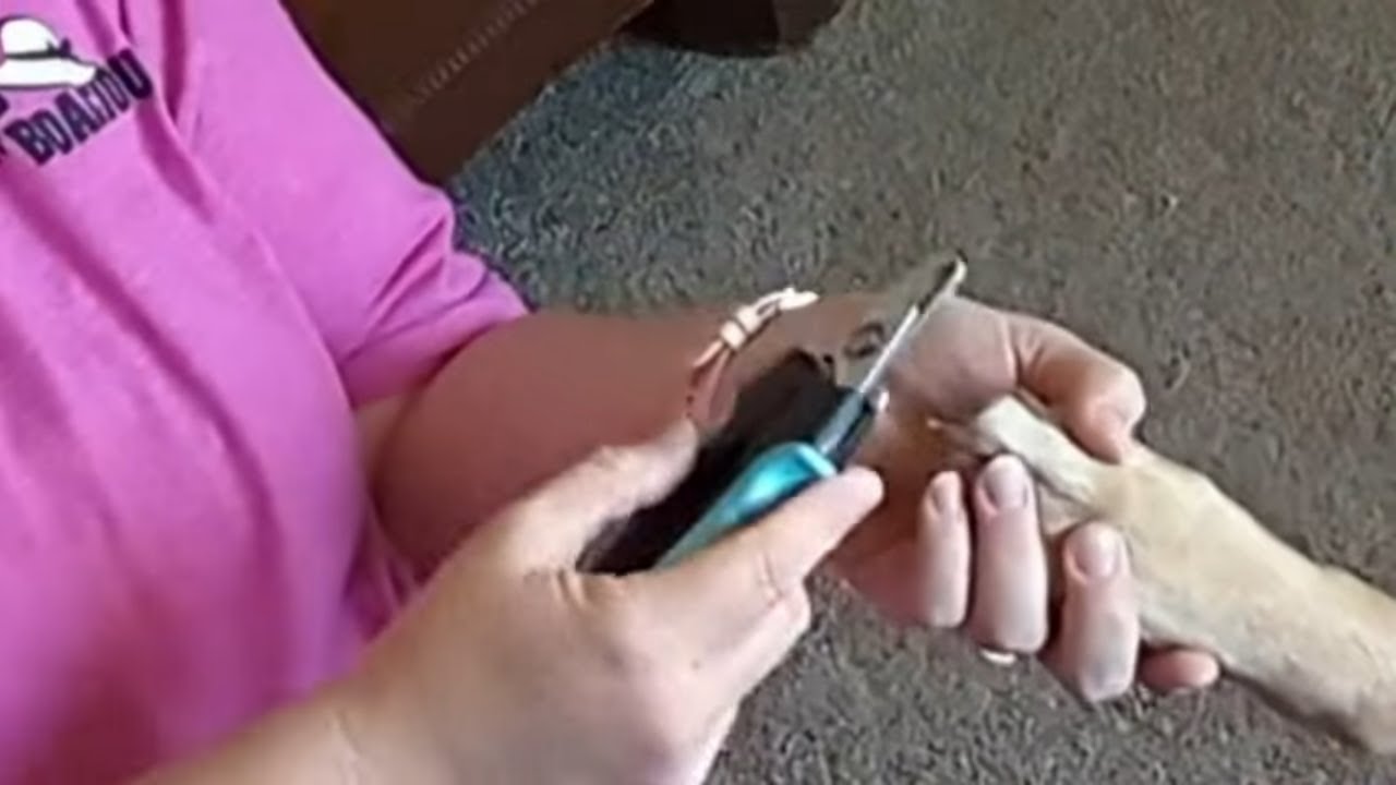 The Best Way To Trim Your Dogs Nails | Nail Grinder Clipper Tutorial