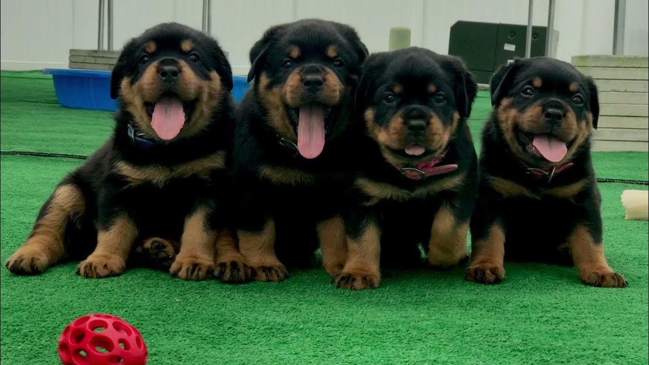 Rottweiler Puppies At 7 Weeks Old - Youtube