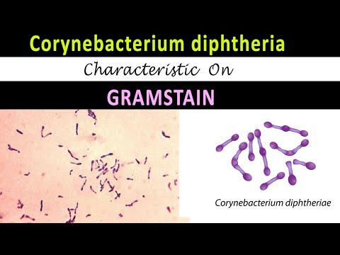 Video: Live Cellavbildning Av Makrofag / Bakterieinteraktion Visar Celllys Som Induceras Av Corynebacterium Diphtheriae Och Corynebacterium Ulcerans