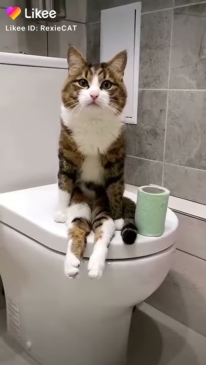 Кот в унитазе видео. Кот сидит на унитазе.