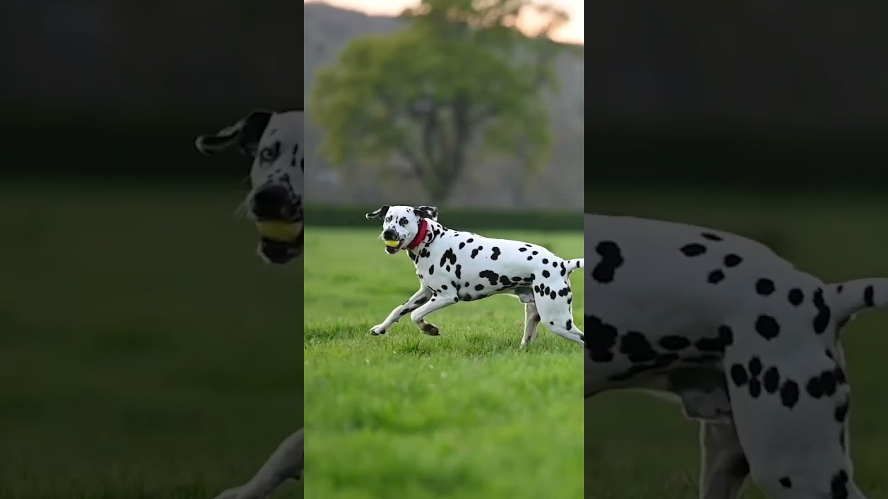 Paleo Ridge - The UK's Most Accredited Raw Dog Food Company