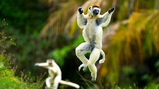 मेडागास्कर के अनोखे सिफाका लीमर जो कई तरह की गतियाँ करते हैं | Sifaka Lemurs of Madagascar #shorts