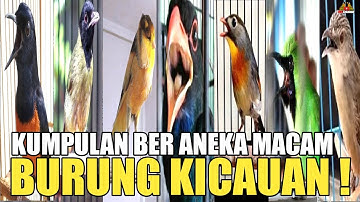 KOMPILASI VIDEO DAN SUARA ANEKA BURUNG KICAU DI INDONESIA