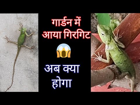 वीडियो: एफिड्स को नियंत्रित करने के 3 तरीके