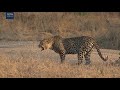 Digital Safari: The story of Hosana the Leopard