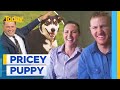 Family fork out $40k on world&#39;s most expensive working Border Collie | Today Show Australia