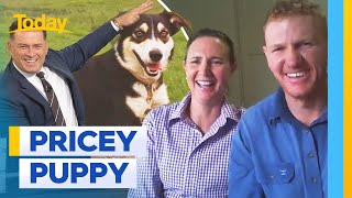 Family fork out $40k on world's most expensive working Border Collie | Today Show Australia by TODAY 979 views 2 days ago 3 minutes, 44 seconds